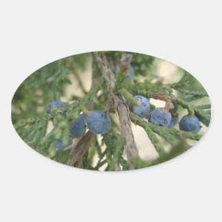 Juniper Berry Stickers