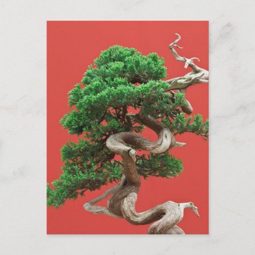 Juniper bonsai postcard