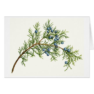 Juniper Branch Cards