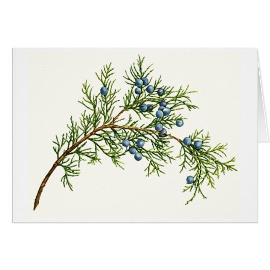 Juniper Branch Cards (Front Horizontal)