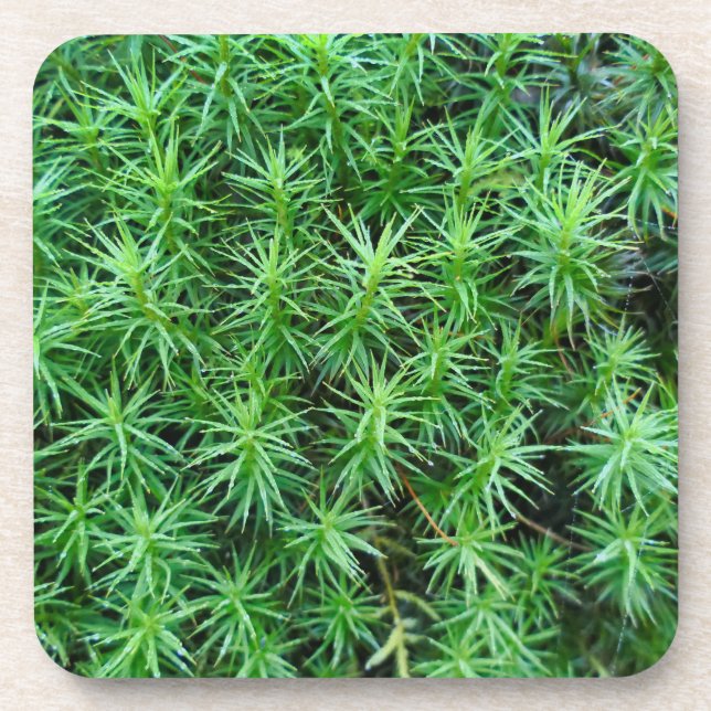 Juniper Hair Cap Moss  Beverage Coaster (Front)