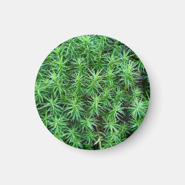 Juniper Hair Cap Moss Magnet (Front)
