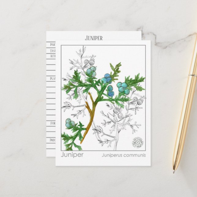 Juniper Materia Medica Monograph Herbal Study Postcard (Front/Back In Situ)