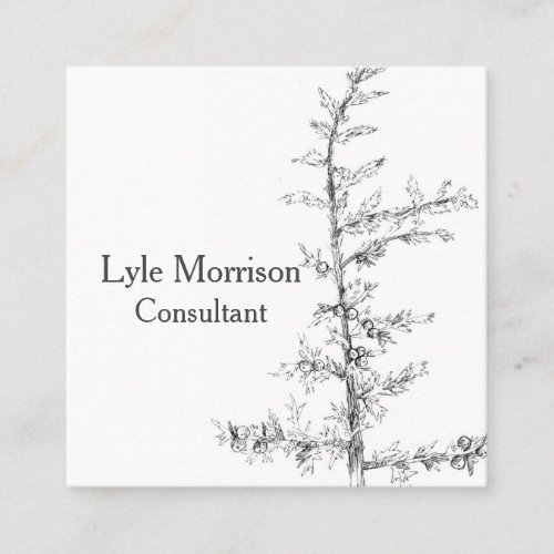 Juniper Tree Branch Pen Ink Drawing Black White Square Business Card