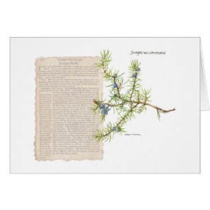 Juniper with historical description of its uses cards