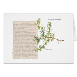 Juniper with historical description of its uses cards