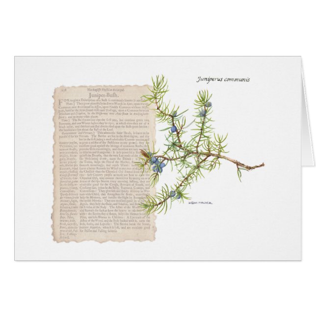 Juniper with historical description of its uses cards (Front Horizontal)