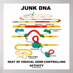 Junk DNA Seat Of Crucial Gene-Controlling Activity Poster