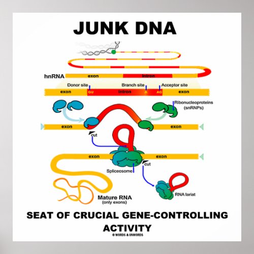 Junk DNA Seat Of Crucial Gene_Controlling Activity Poster