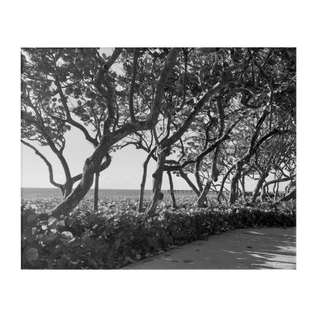 Jupiter Beach Sea Grapes Wall Art (Front)