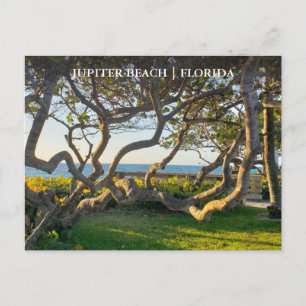 Jupiter Florida Postcard Ocean and Sea Grapes