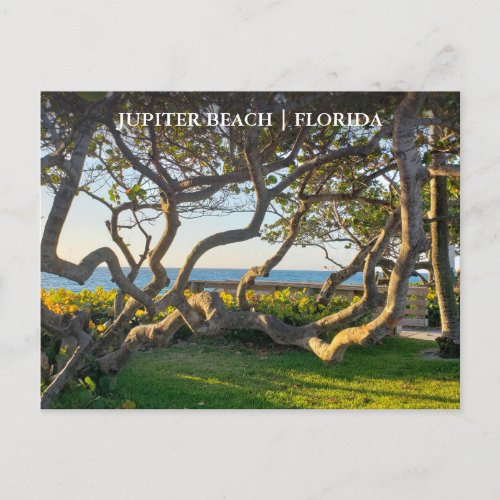 Jupiter Florida Postcard Ocean and Sea Grapes