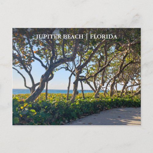 Jupiter Florida Postcard Ocean Pier and Sea Grapes