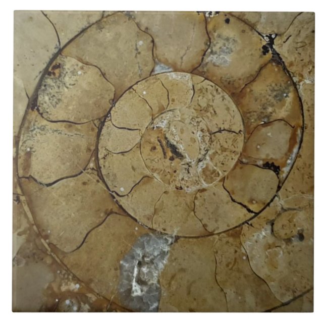 Jurassic coast ammonite large ceramic tile (Front)