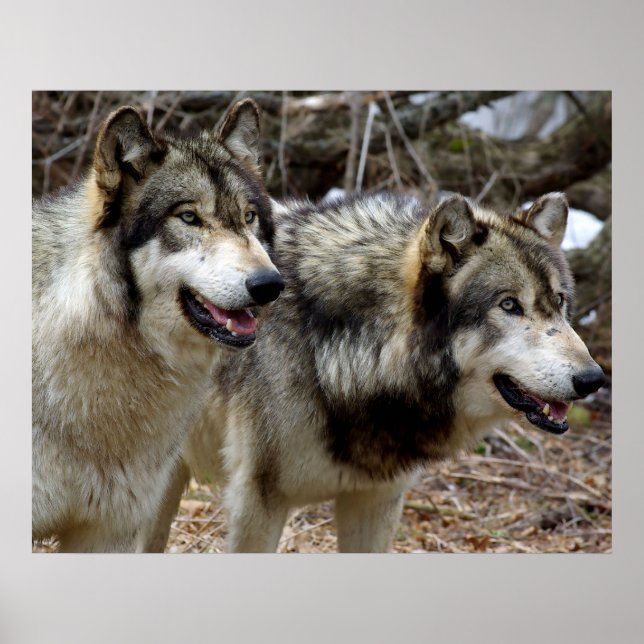 Just a couple of Wolves Poster (Front)