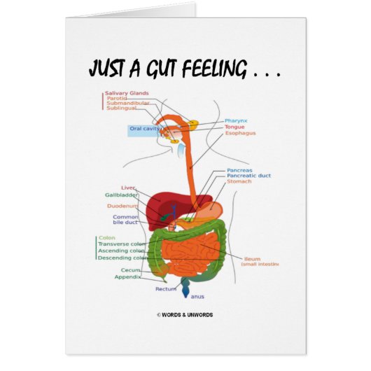 Just A Gut Feeling... (Digestive System Humor) Cards (Front)