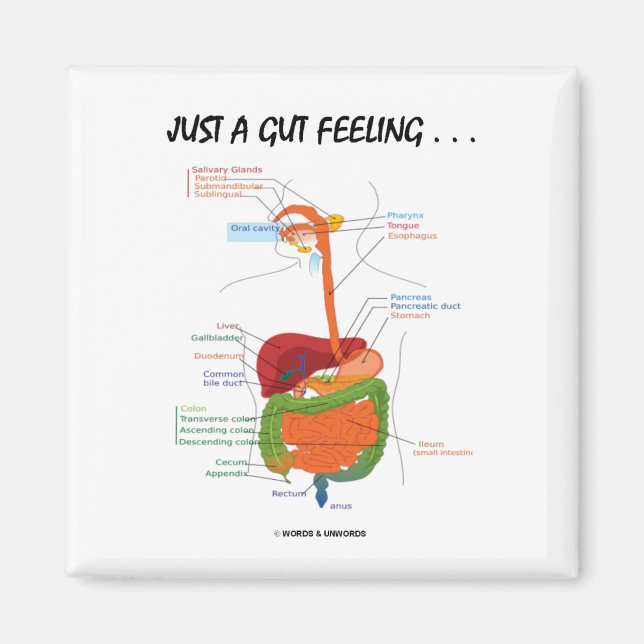 Just A Gut Feeling... (Digestive System Humor) Magnet (Front)