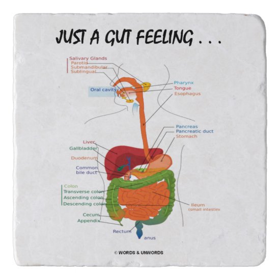 Just A Gut Feeling... Digestive System Humor Trivet