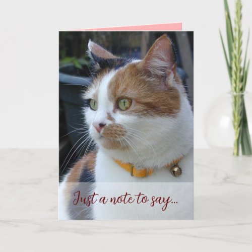 Just a note to say 3 cat photos burgundy card
