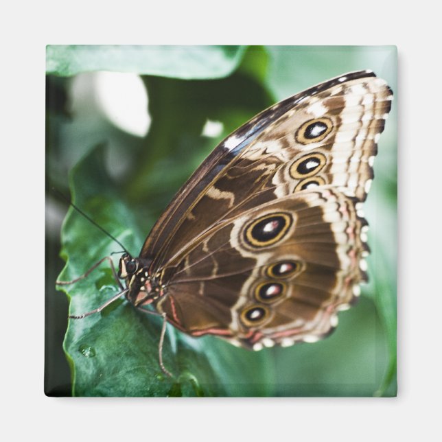 Just a Peak Magnet (Front)