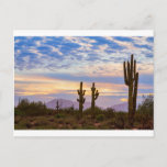 Just Another Colorful Sonoran Desert Sunrise Postcard