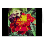 Just Bee-cause! (Front Horizontal)