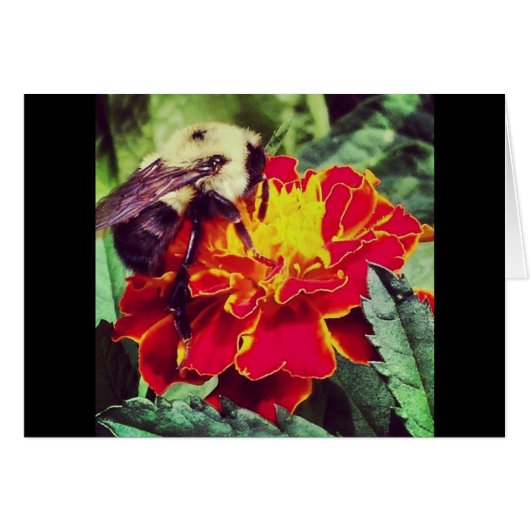 Just Bee-cause! Cards (Front Horizontal)
