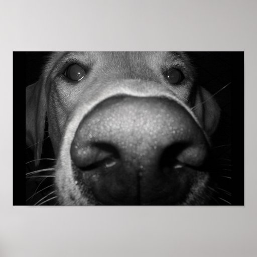 Just Being Nosey Poster | Zazzle