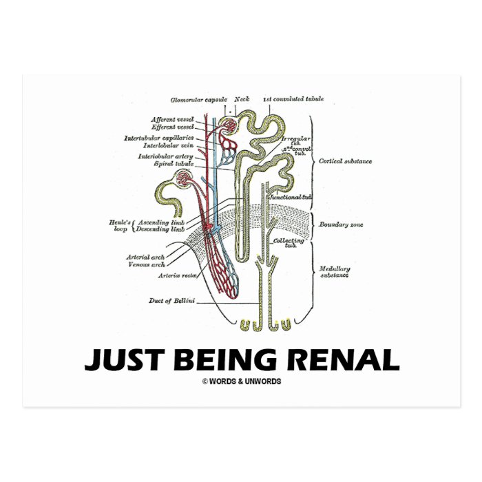 Just Being Renal (Kidney Nephron) Post Cards