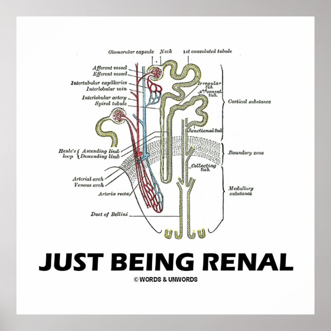 Just Being Renal (Kidney Nephron Renal Humor) Poster (Front)