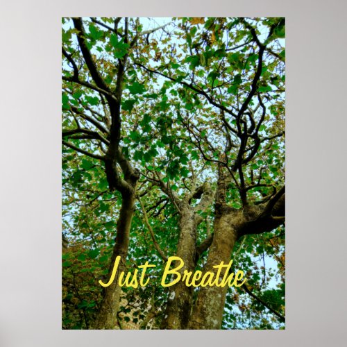 Just Breathe  _ Calming Trees Daily Affirmation Poster