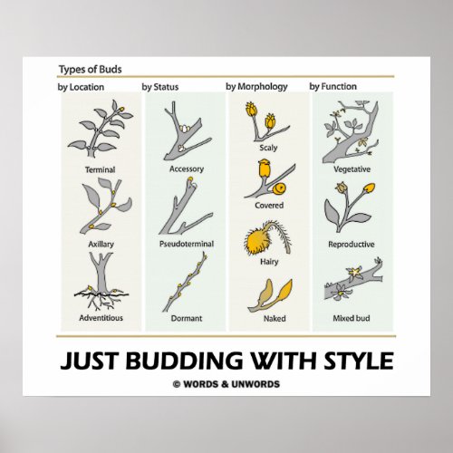 Just Budding With Style Types Of Buds Poster