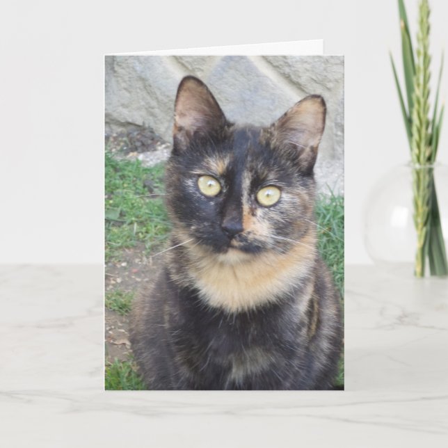 Just cats and kittens - blank card (Front)