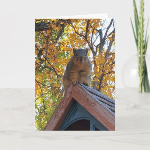 Just Checking in on You   Cute Squirrel Photo Card