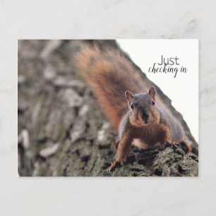 Just Checking In Postcard