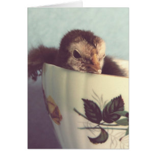 Just Chillin' Cards