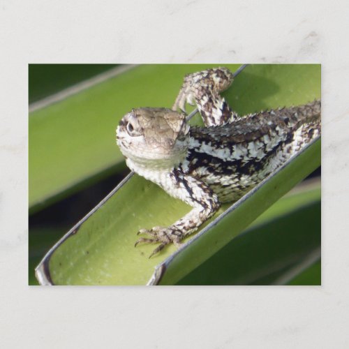 Just Chillin Lizard Postcard