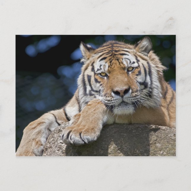 Just Chillin Postcard (Front)