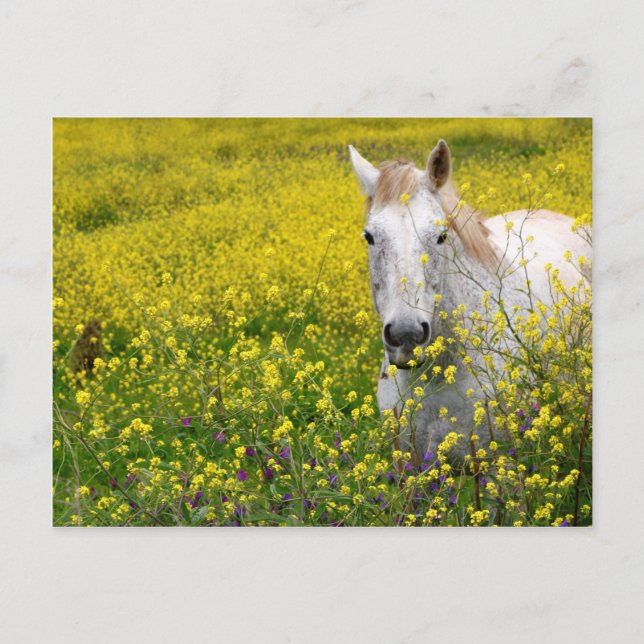 Just Curious Postcard (Front)