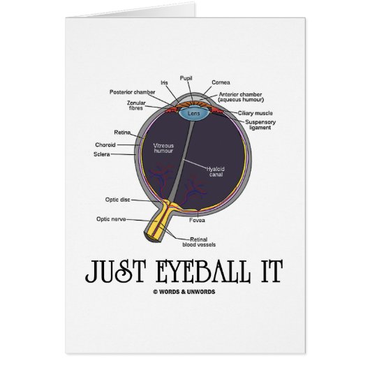 Just Eyeball It (Eye Anatomy Approximation Saying) Cards (Front)