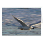 Just Flying Around (Front Horizontal)