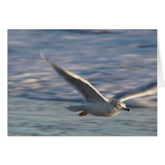 Just Flying Around (Front Horizontal)