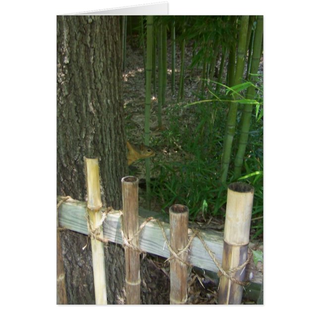 just for fun, sneaky squirrel gets caught cards (Front)