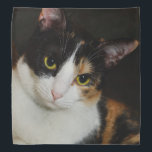 Just Hanging Around Bandana<br><div class="desc">Macey, a young Calico cat, poses on a blanket. Did you know that only the Female Calico's have all 3 colors. Looking for more prints or products? Feel free to visit my store: http://www.zazzle.com/timelessmomentsphtgy This photo was taken by Jennifer White with Timeless Moments Photography. All images are copyrighted ©. All...</div>