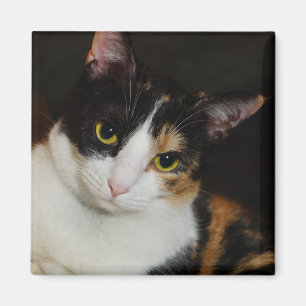 Just Hanging Around Magnet