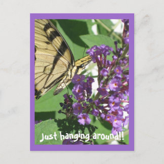 Just hanging around Postcard