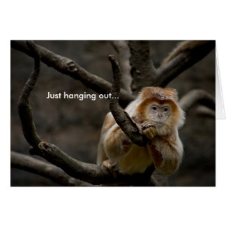 Just hanging out... cards