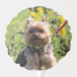 Just plain darling balloon