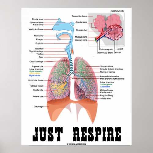 Just Respire Respiratory System Poster