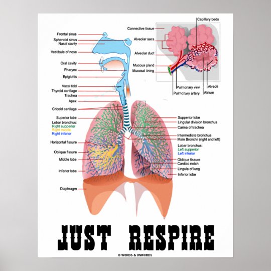 Just Respire (Respiratory System) Poster | Zazzle